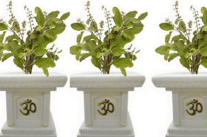 Tulsi Aarti