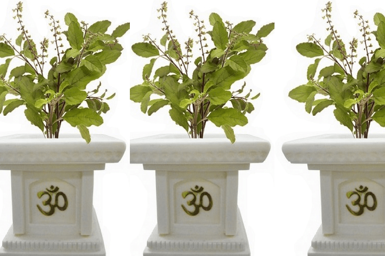 Tulsi Aarti
